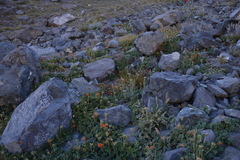 Grausa lateritia