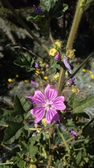 Malva sylvestris