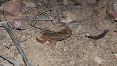 Centruroides exilicauda