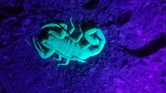 Centruroides exilicauda