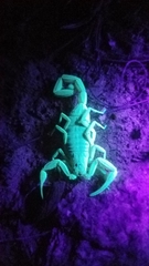 Centruroides exilicauda