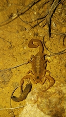 Centruroides exilicauda