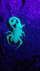 Centruroides exilicauda