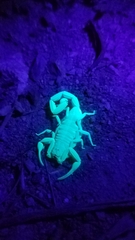 Centruroides exilicauda