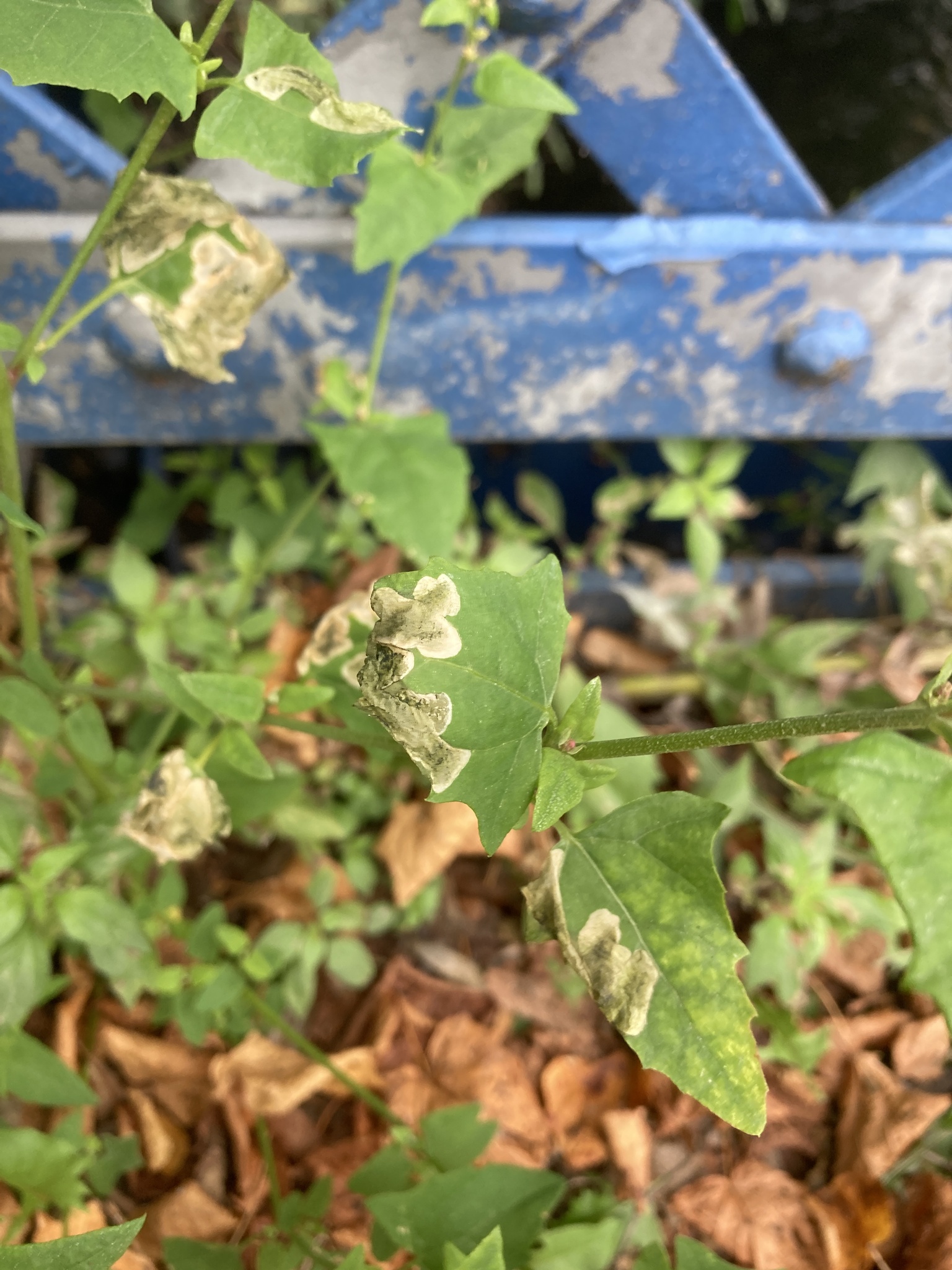 Beet leaf miner