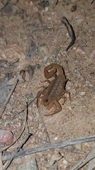 Centruroides exilicauda