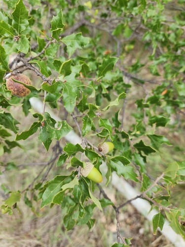 Image of Quercus vaseyana by (c) Jo Roberts, some rights reserved (CC BY)