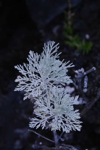 Image of Artemisia mauiensis by (c) Eric Knight, some rights reserved (CC BY)