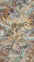 Cylindropuntia molesta