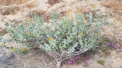 Encelia palmeri