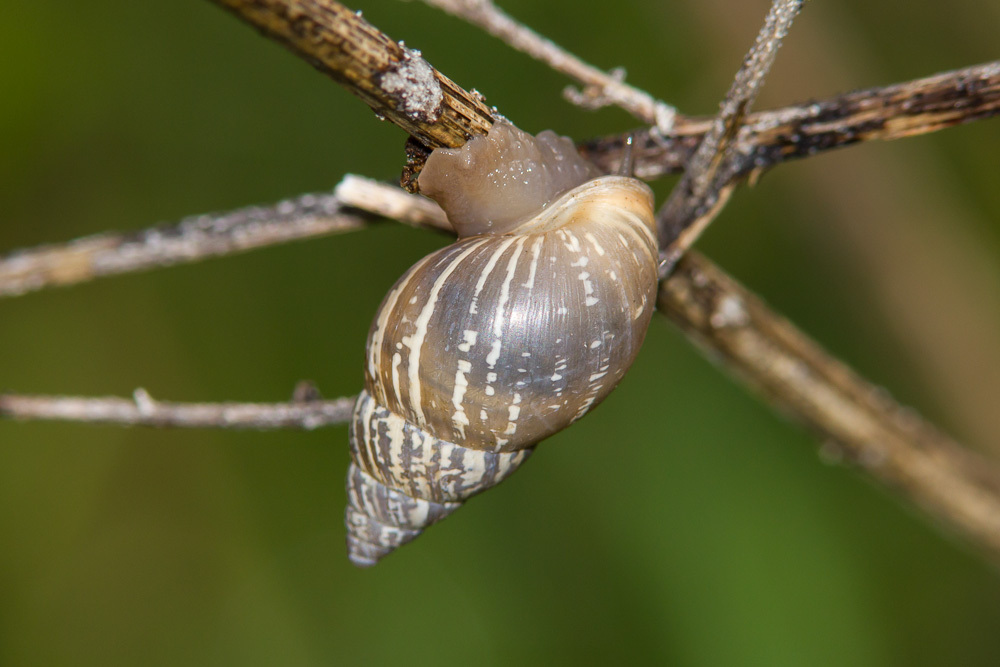 Whitewashed Rabdotus