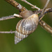 Rabdotus dealbatus - Photo (c) Greg Lasley,  זכויות יוצרים חלקיות (CC BY-NC), הועלה על ידי Greg Lasley