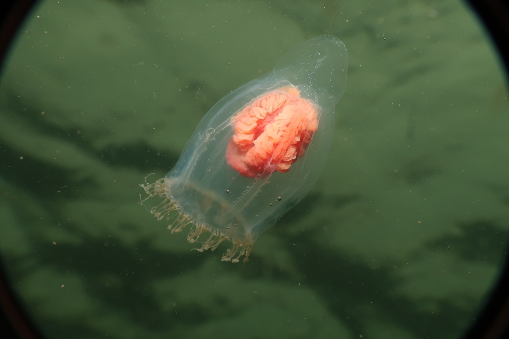 Neoturris pileata
