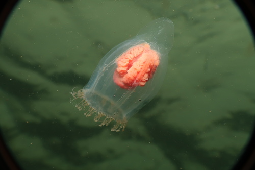 Representative image of Neoturris pileata