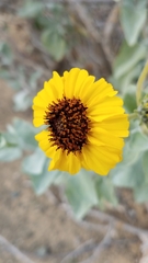 Encelia palmeri