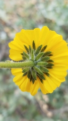Encelia palmeri