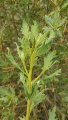 Encelia laciniata