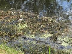 Alligator mississippiensis