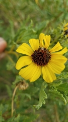 Encelia laciniata