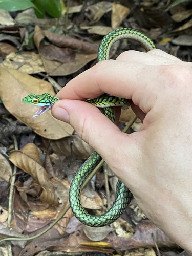 Leptophis nigromarginatus