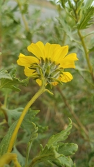 Encelia laciniata