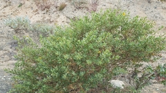 Encelia laciniata