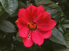 Passiflora mixta pilaloensis