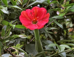 Passiflora mixta pilaloensis