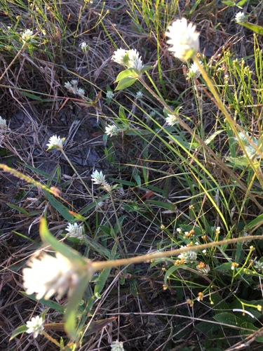 Gomphrena serrata image