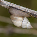 Rabdotus dealbatus - Photo (c) Greg Lasley, μερικά δικαιώματα διατηρούνται (CC BY-NC), uploaded by Greg Lasley