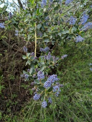 Ceanothus leucodermis