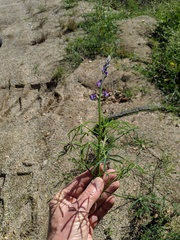 Lupinus truncatus