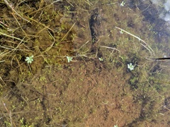 Callitriche longipedunculata