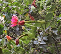 Passiflora mixta pilaloensis