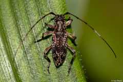 Cerambycidae