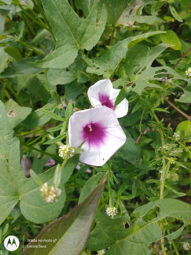 Sweet potato plant foliage in a garden bed