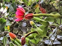 Passiflora mixta pilaloensis