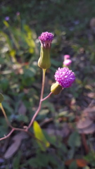 Emilia sonchifolia image