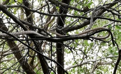 Oxybelis potosiensis