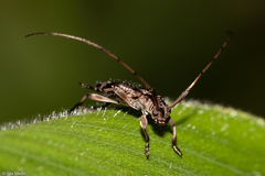 Cerambycidae