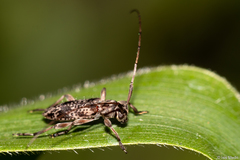 Cerambycidae