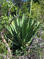 Agave willdingii