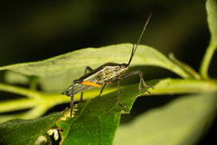 Plaxiscelis limbata