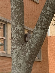 Sciurus carolinensis