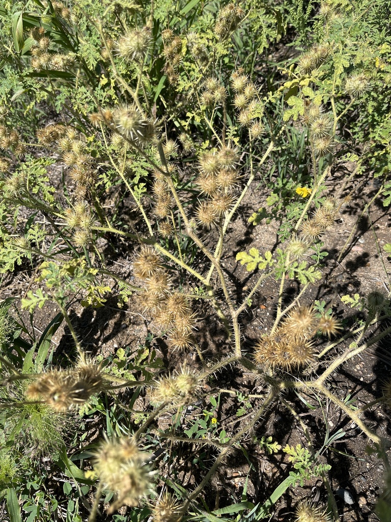 buffalobur in August 2023 by Derek S. Anderson · iNaturalist