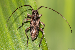 Cerambycidae
