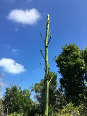 Agave willdingii