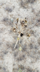 Triteleiopsis palmeri