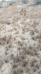 Triteleiopsis palmeri