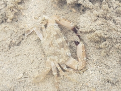 Thalamitinae